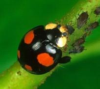 异色瓢虫：对蚜虫、叶螨、介壳虫等重要害虫具有很强的捕食能力，作为一种重要的生防天敌，在全世界农业生产中广泛应用。