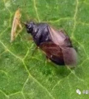 小花蝽：成虫及若虫均有捕食性，可取食蓟马、蚜虫，叶螨、粉虱、叶蝉等小型害虫以及部分鳞翅目害虫的卵及低龄幼虫。