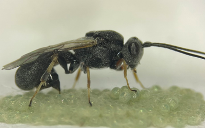 甲腹茧蜂：寿命长，寄生能力强，对草地贪夜蛾的防治效果显著；可以利用米蛾卵和斜纹夜蛾卵进行繁育。