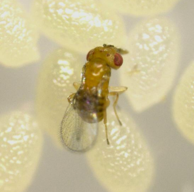 螟黄赤眼蜂：对甘蔗螟、水稻二化螟、大豆食心虫等害虫进行防治。