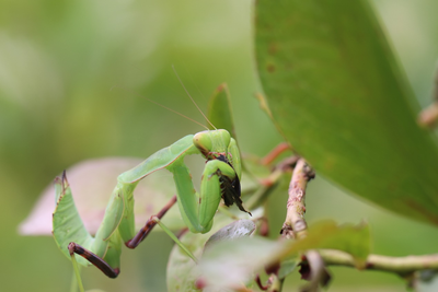广斧螳螂：为广食性捕食性天敌，可捕食蝇、蚊、蝗、蛾蝶类及其幼虫和裸露的蛹、蟋蟀等小型昆虫、螽斯，飞蝗、蝉等大型昆虫。