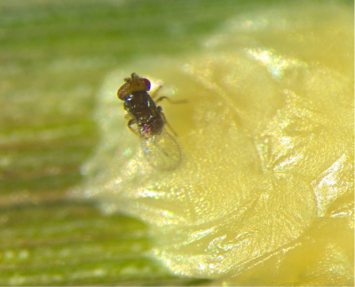 稻螟赤眼蜂：常应用于水稻害虫的生物防治，多应用于水稻二化螟和稻纵卷叶螟的防治。