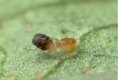 智利小植绥螨：具有体型小、繁殖力强、食性专一、捕食能力强、控制迅速等特点，在叶螨的生物防治中起到重要作用。
